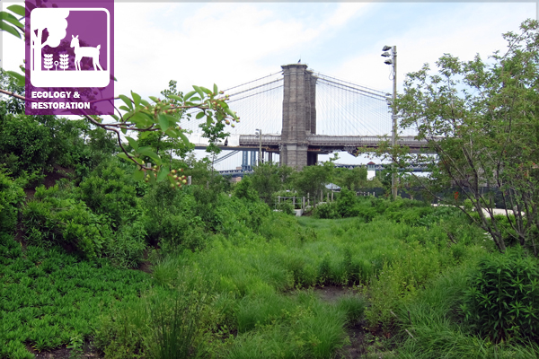 Brooklyn Bridge Park in Brooklyn, New York introduces ecological functionality into a highly urbanized environment. image: Michael Van Valkenburgh Associates project team: Michael Van Valkenburg Associates, Great Ecology